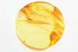 Detailed Fossil Ant (Gesomyrmex) In Baltic Amber #325345-1